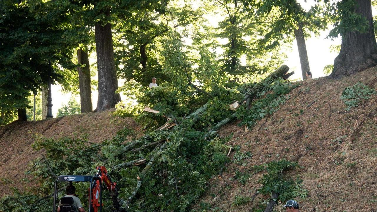 Maltempo, tiglio di venti metri crolla sulle Mura