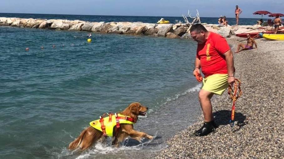 I cani bagnino si esercitano nelle acque delle Gorette