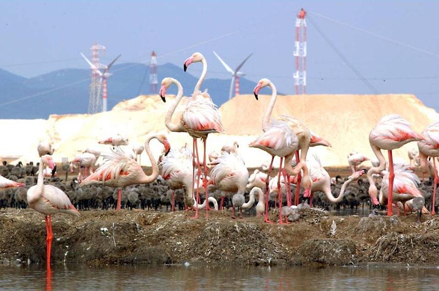 I fenicotteri rosa e, sullo sfondo, le saline Conti Vecchi