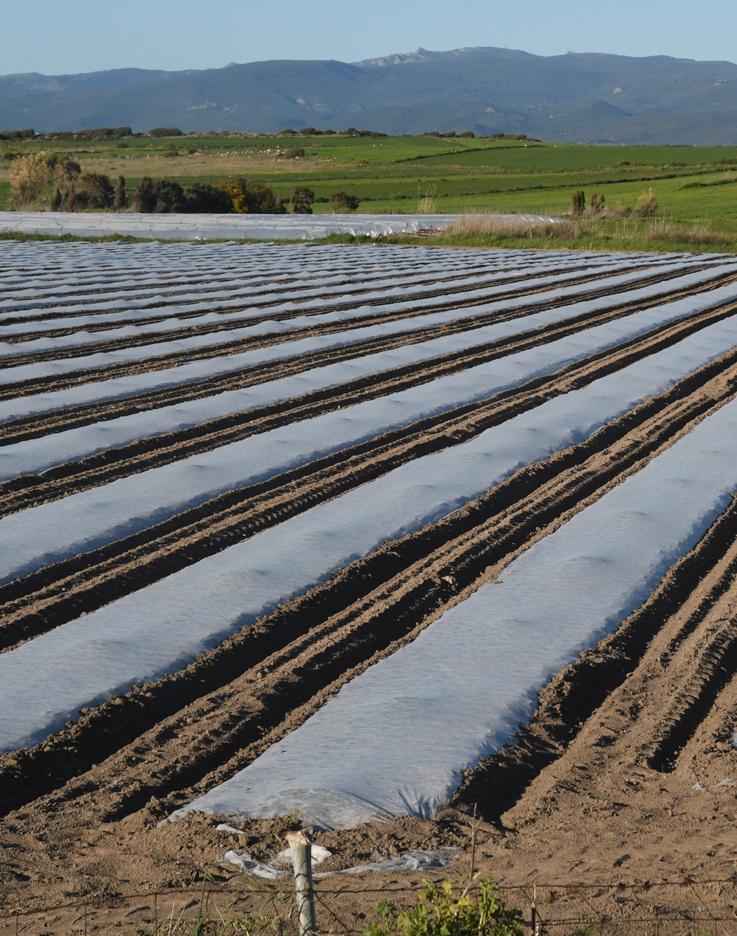 La rabbia degli agricoltori sardi contro la Regione 
