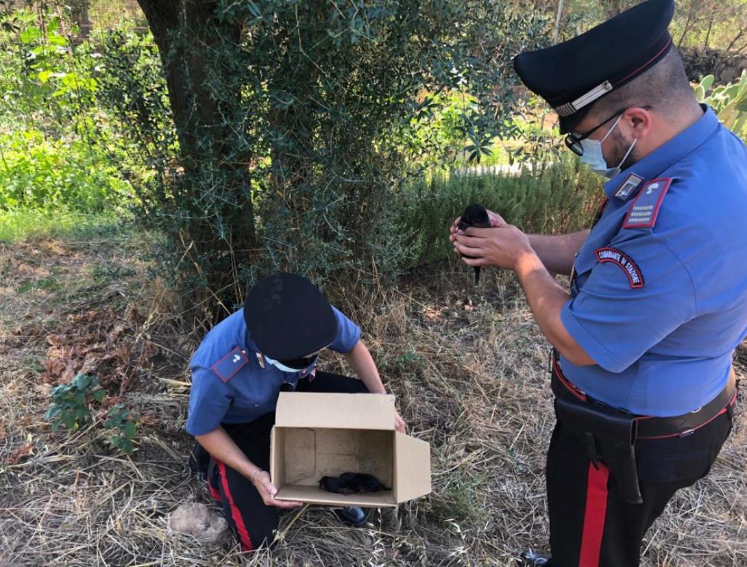 Isili, tre cuccioli abbandonati in una panchina salvati dai carabinieri 