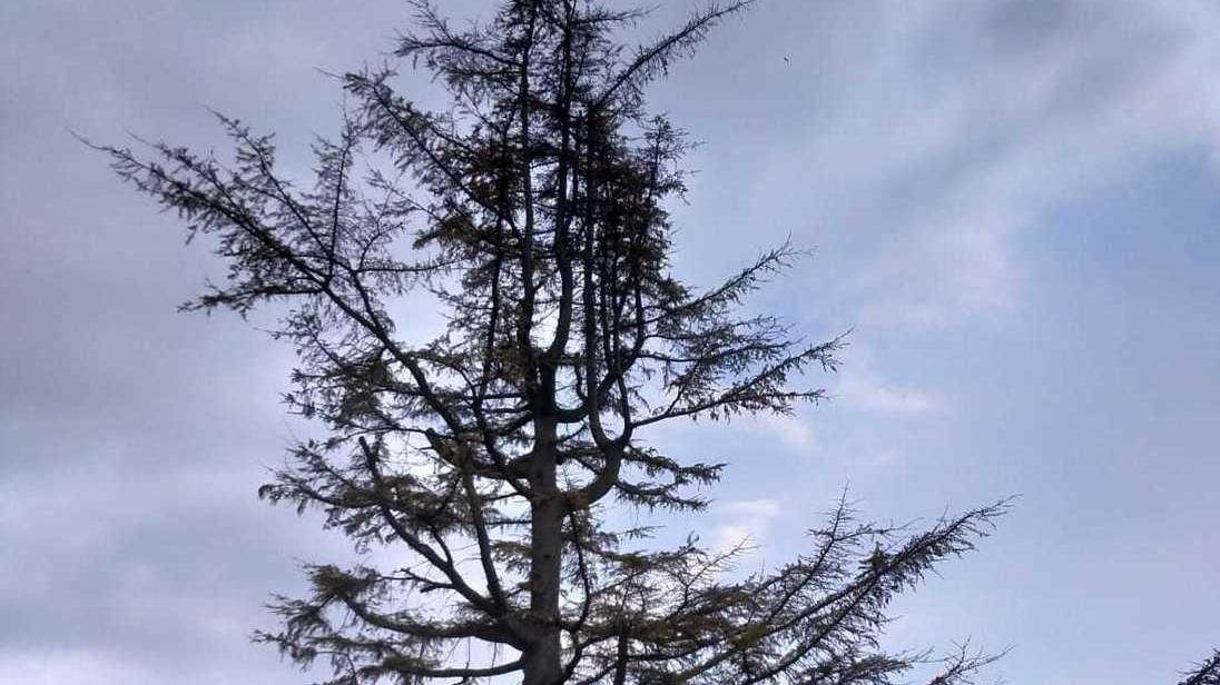 Preoccupa l’albero della materna Marsili