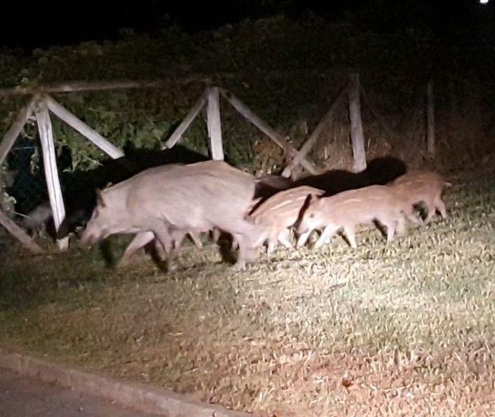  Cinghiali, circa trenta esemplari avvistati di notte al Pozzarello 