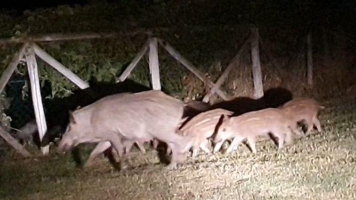 Cinghiali, circa trenta esemplari avvistati di notte al Pozzarello