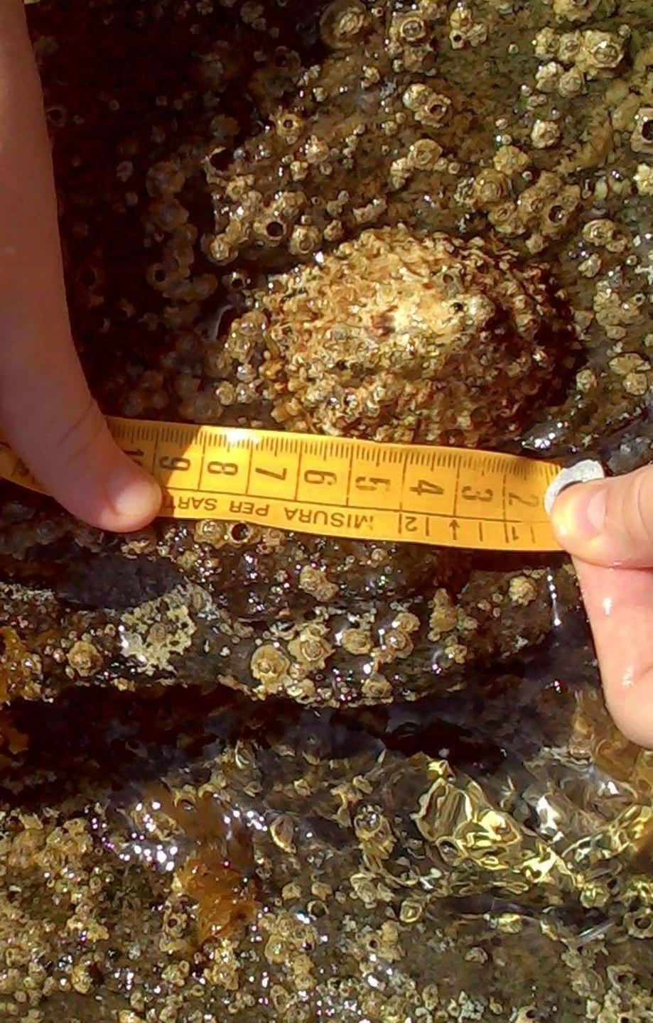 A Porto Torres cartelli in spiaggia: salviamo la patella 
