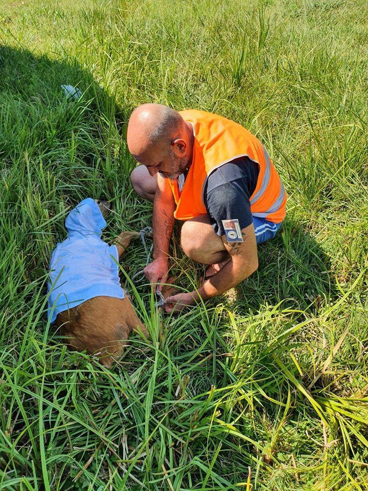 Bondeno, mamma daino ferita e salvata dalla polizia locale