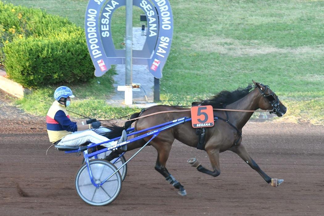 Camelia, una due anni dalla genealogia regale (il top siure americano Father Patrick e la campionessa italiana Orsia)
