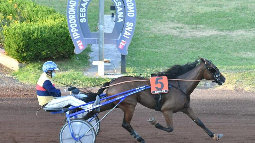 Camelia, una due anni dalla genealogia regale (il top siure americano Father Patrick e la campionessa italiana Orsia)