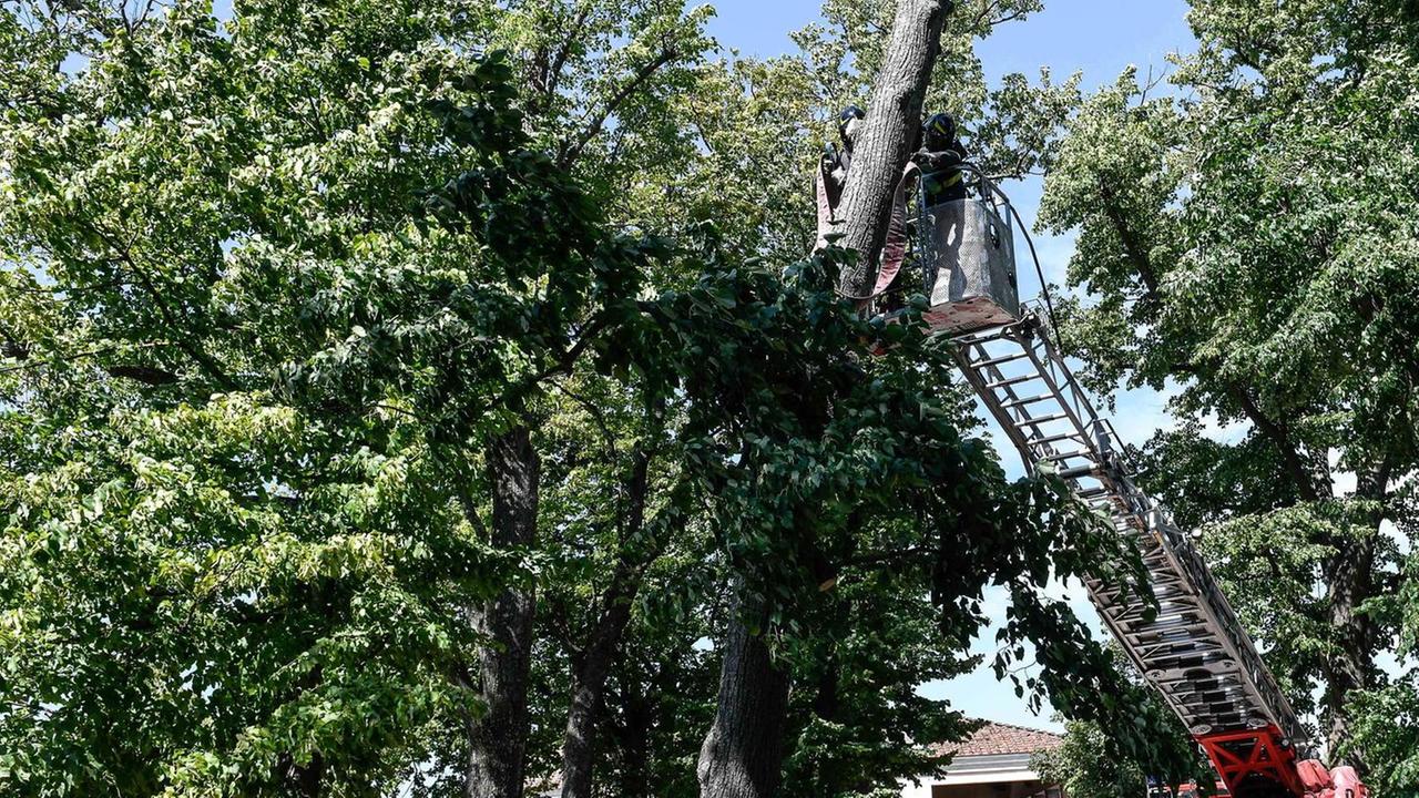 Altro tiglio a rischio caduta Così i vigili del fuoco anticipano l’abbattimento