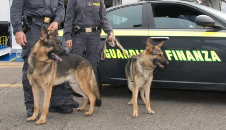 Cani anti-droga della guardia di finanza (Foto d'archivio)