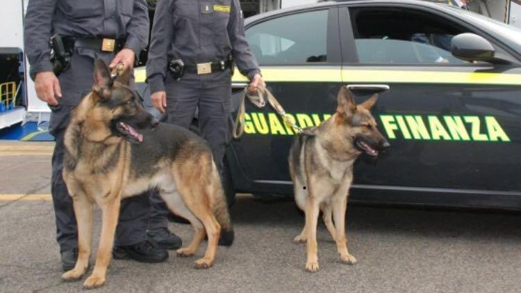 Cani anti-droga della guardia di finanza (Foto d'archivio)
