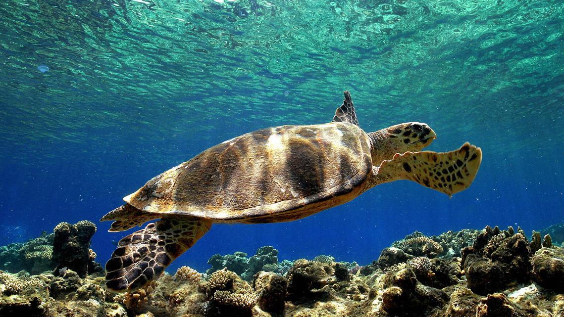 Tartaruga con una pinna fratturata dalla plastica: salvata nel mare di Quirra