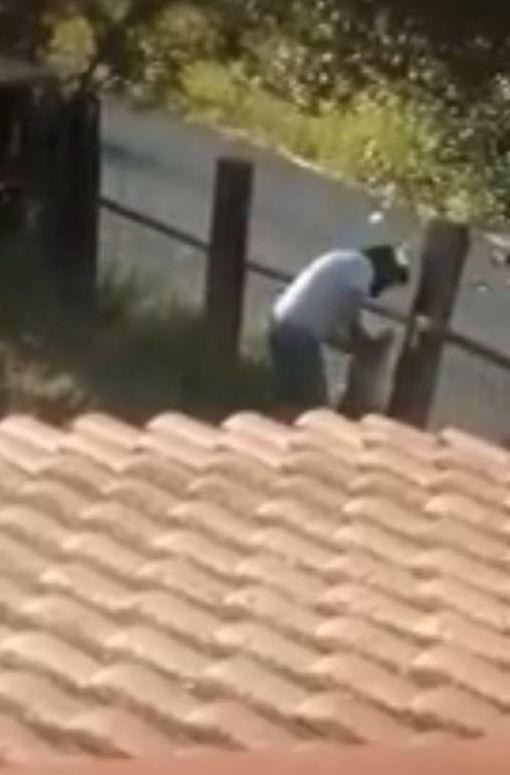 Maltratta il suo cane Il caso segnalato alla Procura di Livorno