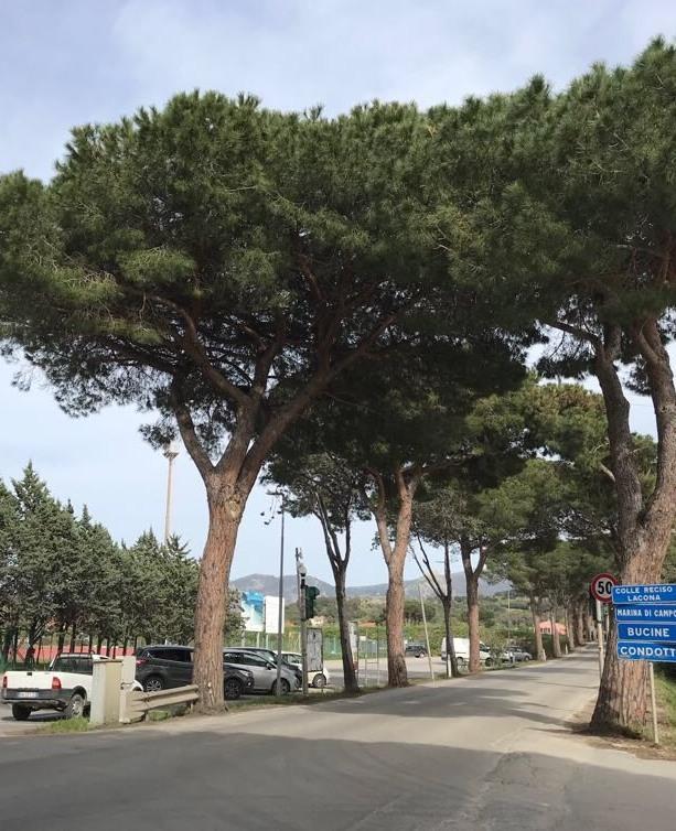 Legambiente: «Una perizia “scagiona” i pini di S. Giovanni» 