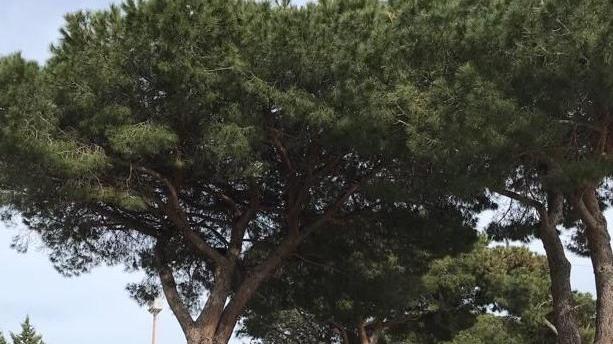 Legambiente: «Una perizia “scagiona” i pini di S. Giovanni»