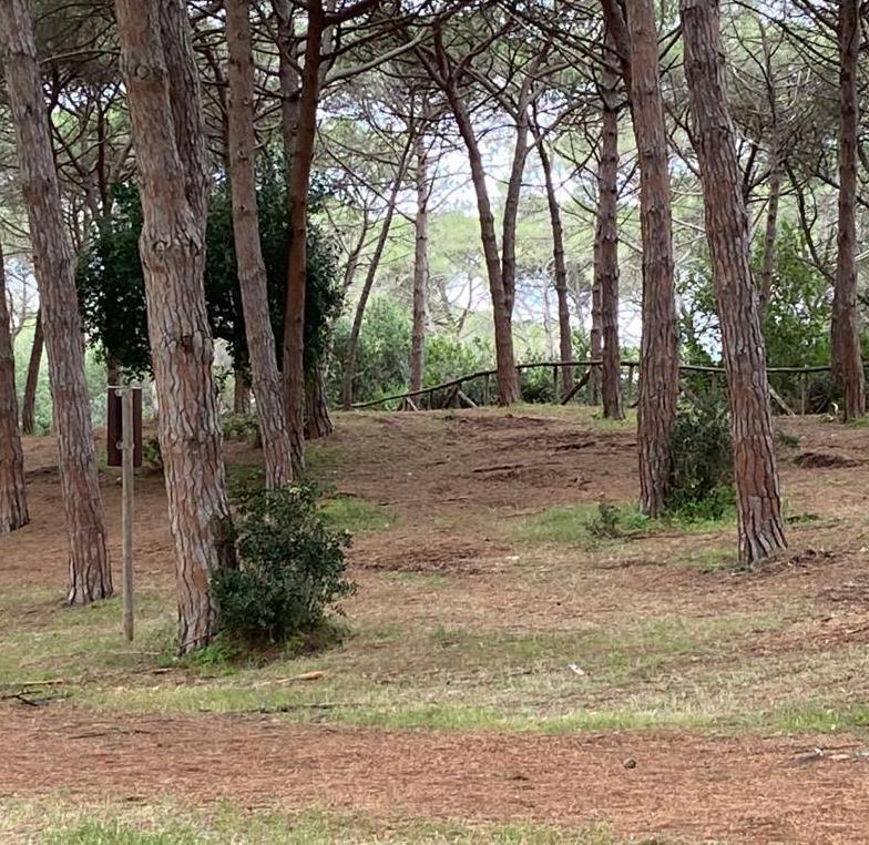 Spiagge e pinete più sorvegliate 