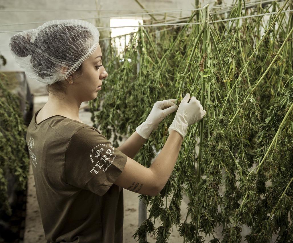 Nel futuro della canapa ad Alghero c’è anche l’edilizia green 