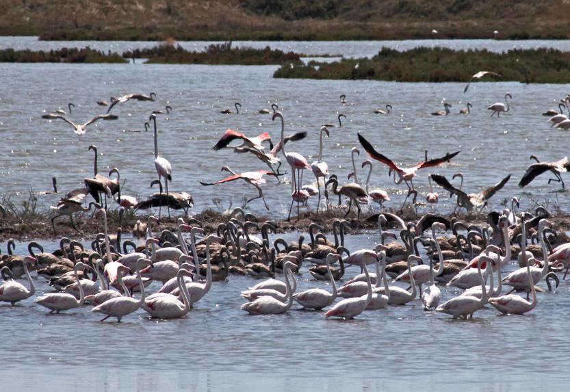 La presidenza del Parco del Delta in bilico, Marchi in pole: dem di Ravenna inferociti 