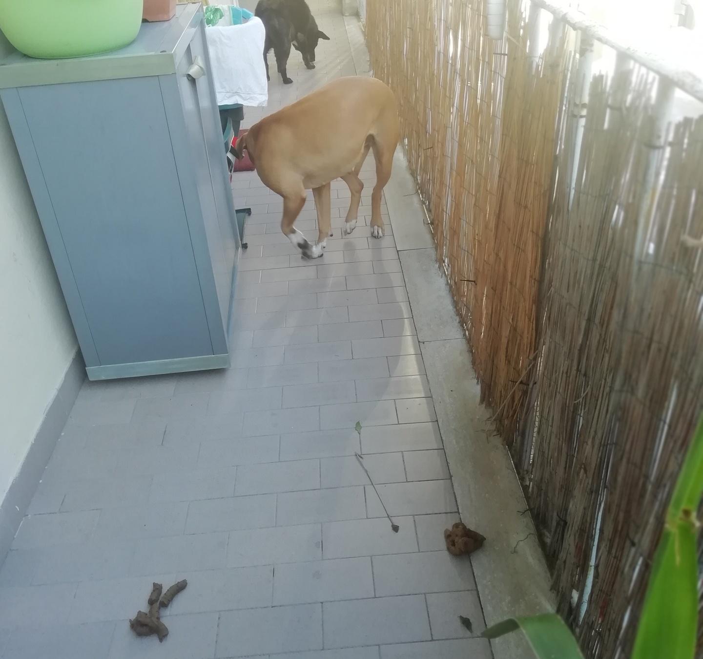 «Nel condominio di via Tripoli siamo invasi dalla sporcizia» 