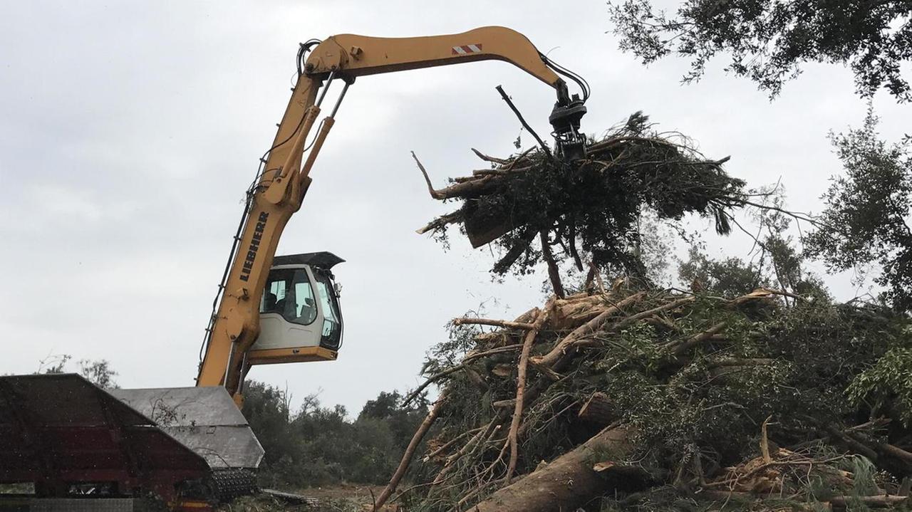 Via gli alberi morti 4000 nuove piante in area Parco