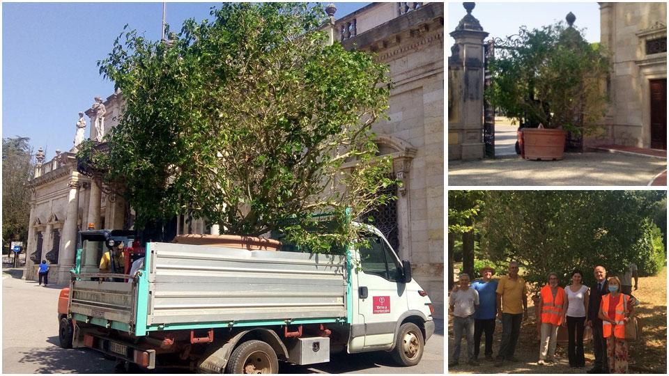 Le fasi del trasporto e della collocazione a dimora nel parco Liberty del Tettuccio della centenaria magnolia pesante 10 quintali e come sempre accudita durante il consueto viaggio dai giardinieri delle Terme