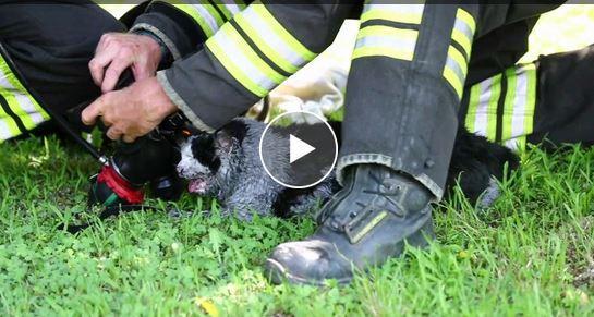Mirabello, fiamme in appartamento: gatto salvato dai vigili del fuoco