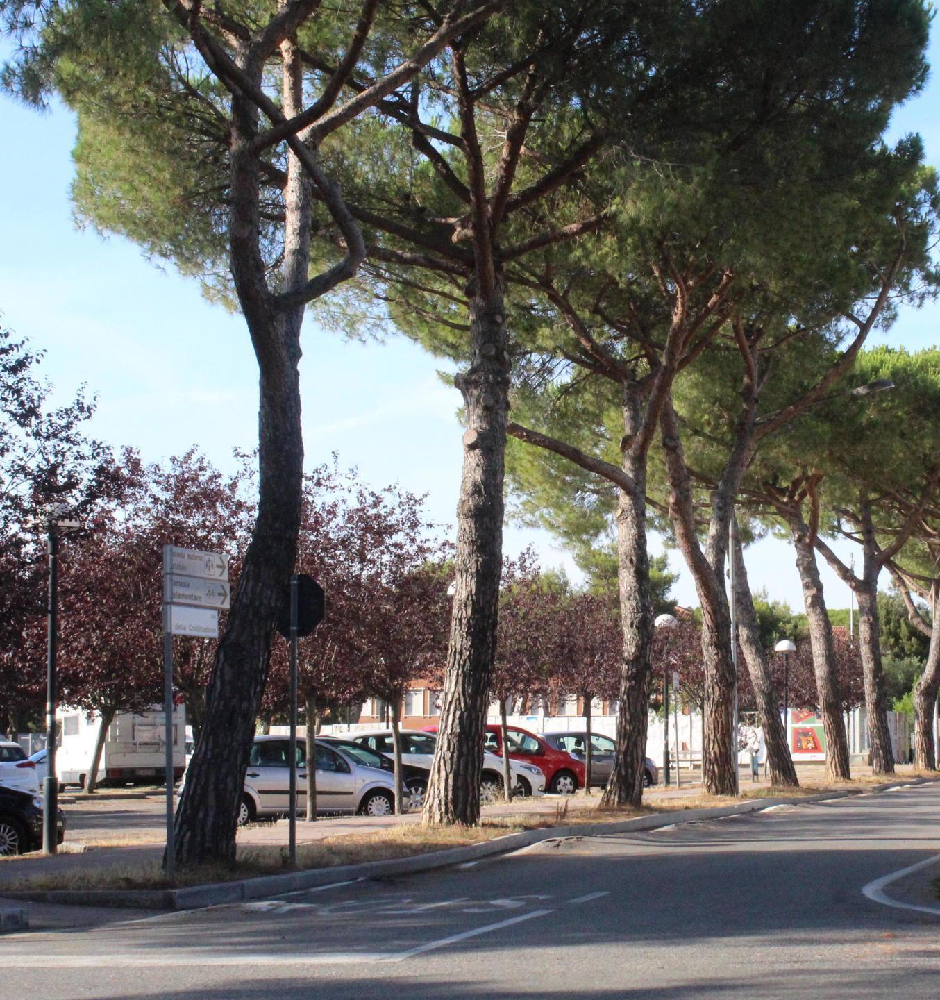 Parco a Stagno, controlli fino al 2021 sulle nuove piante 