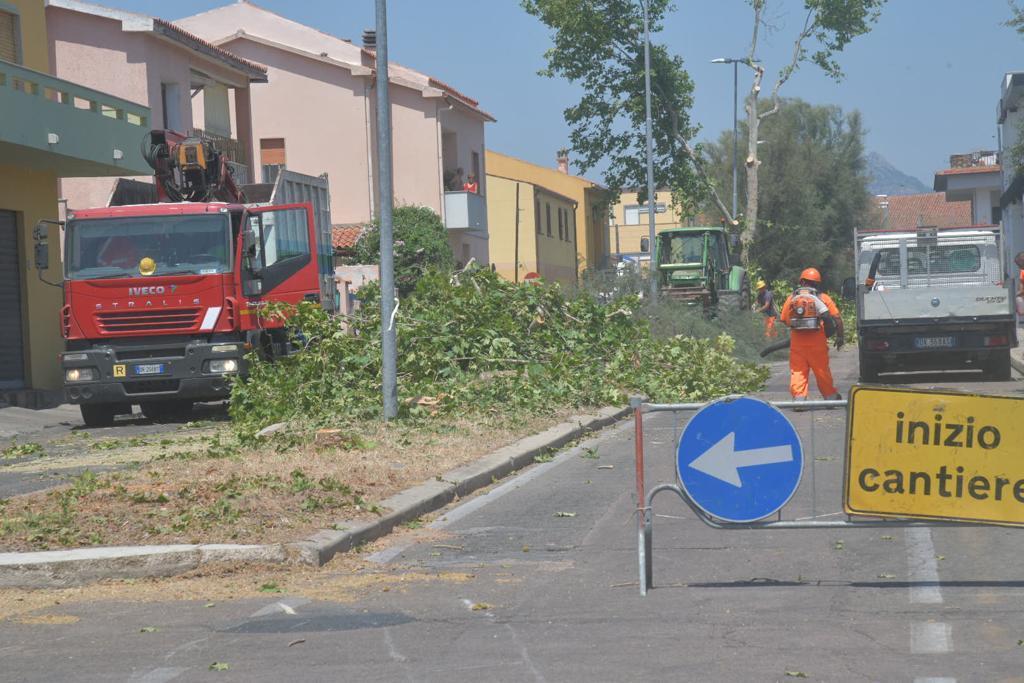 L'abbattimento dei lecci in via Imperia