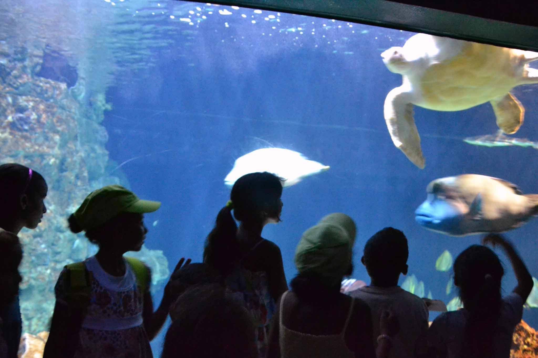 Se i pesci potessero soffiare sulle candeline... Buon compleanno caro Acquario di Livorno