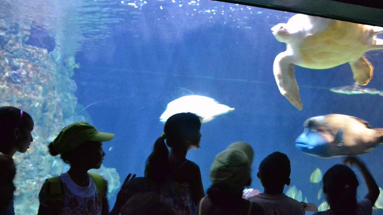 Se i pesci potessero soffiare sulle candeline... Buon compleanno caro Acquario di Livorno