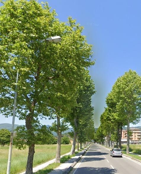 Attaccati dal “cancro colorato”, addio a 7 platani di viale Adua 