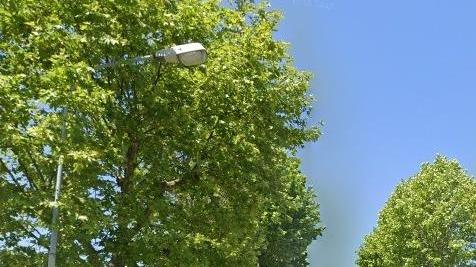 Attaccati dal “cancro colorato”, addio a 7 platani di viale Adua