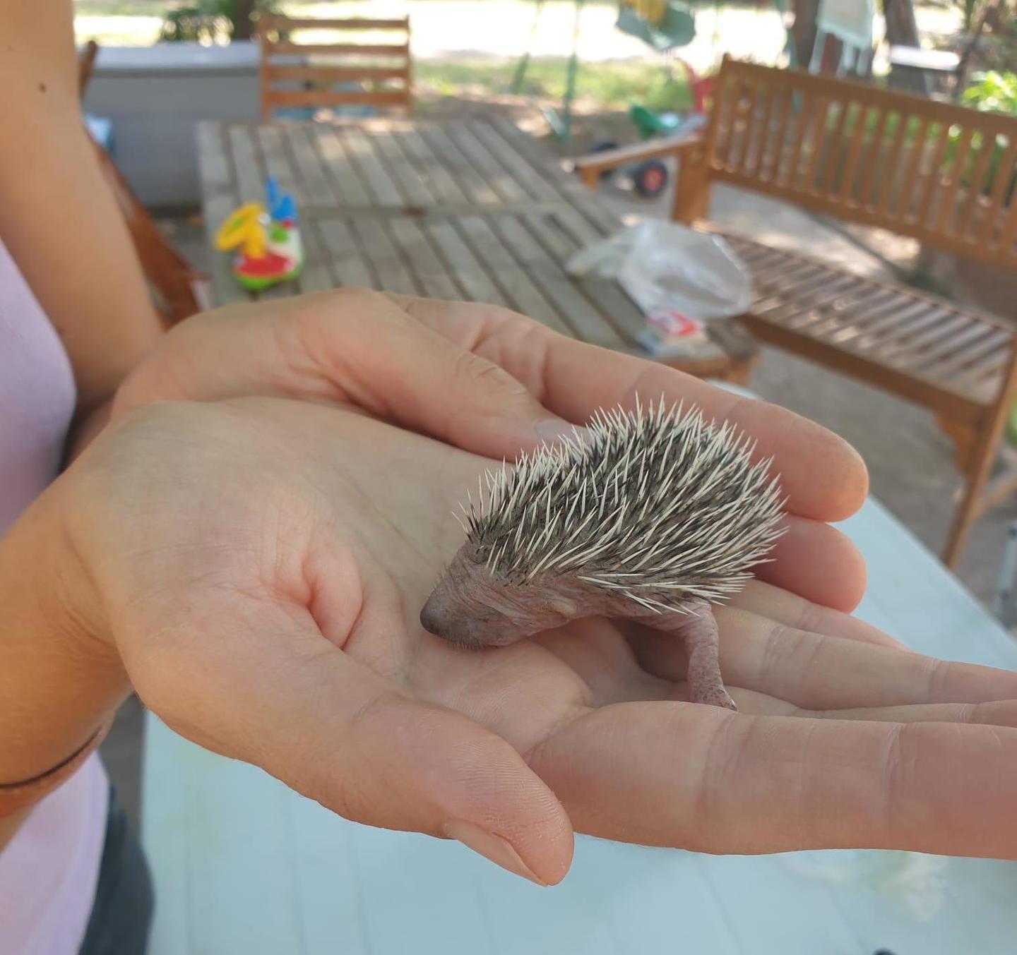 Il nido dei ricci è stato distrutto, ma i quattro cuccioli sono salvi 