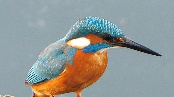 “L’estate del Martino” Domani visita guidata all’Oasi di Arnovecchio