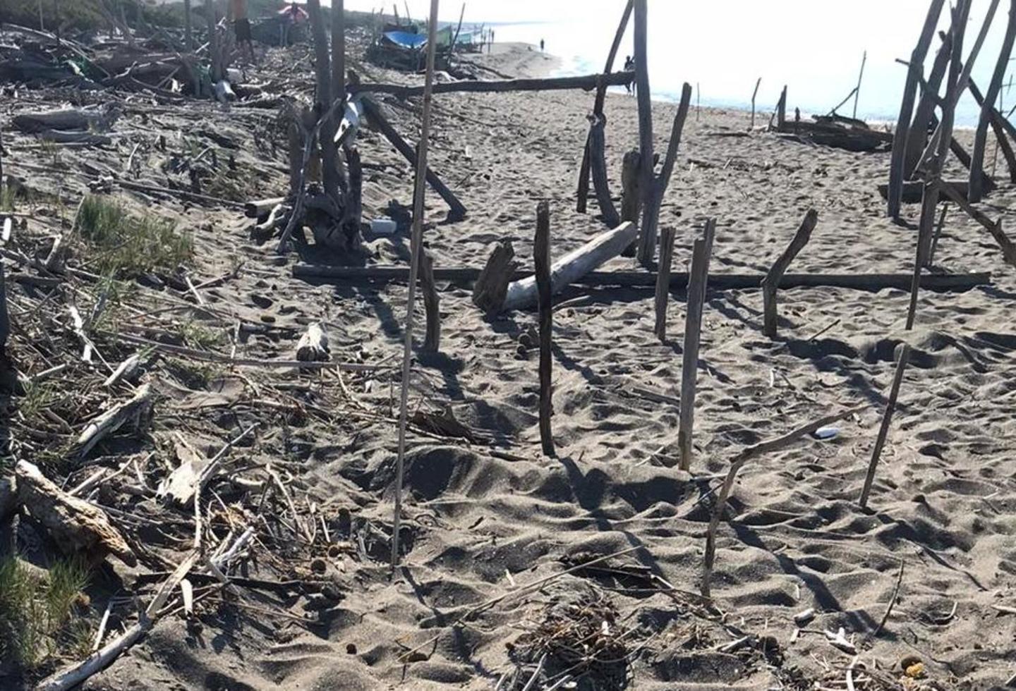 Tartaruga Caretta Caretta sceglie Macchiatonda per deporre le sue uova 