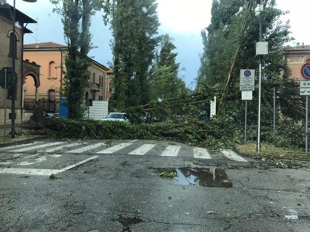 Nubifragio nel Ferrarese, alberi divelti e disagi 