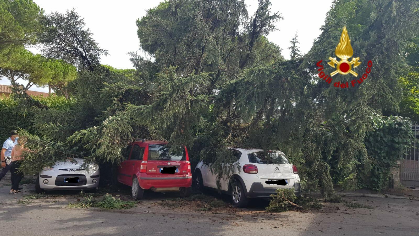 Tre auto in sosta travolte da un grosso cedro del Libano caduto durante il temporale