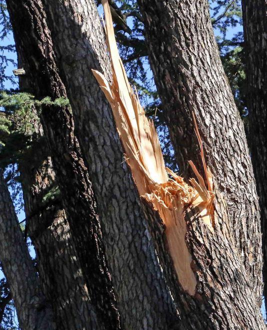 Parco Massari, scatta l’indagine Tomografia su cinque alberi 