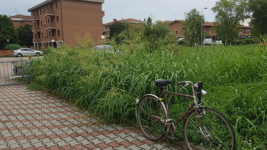 Prati come foreste Lo sfalcio erba in crisi per le troppe piogge