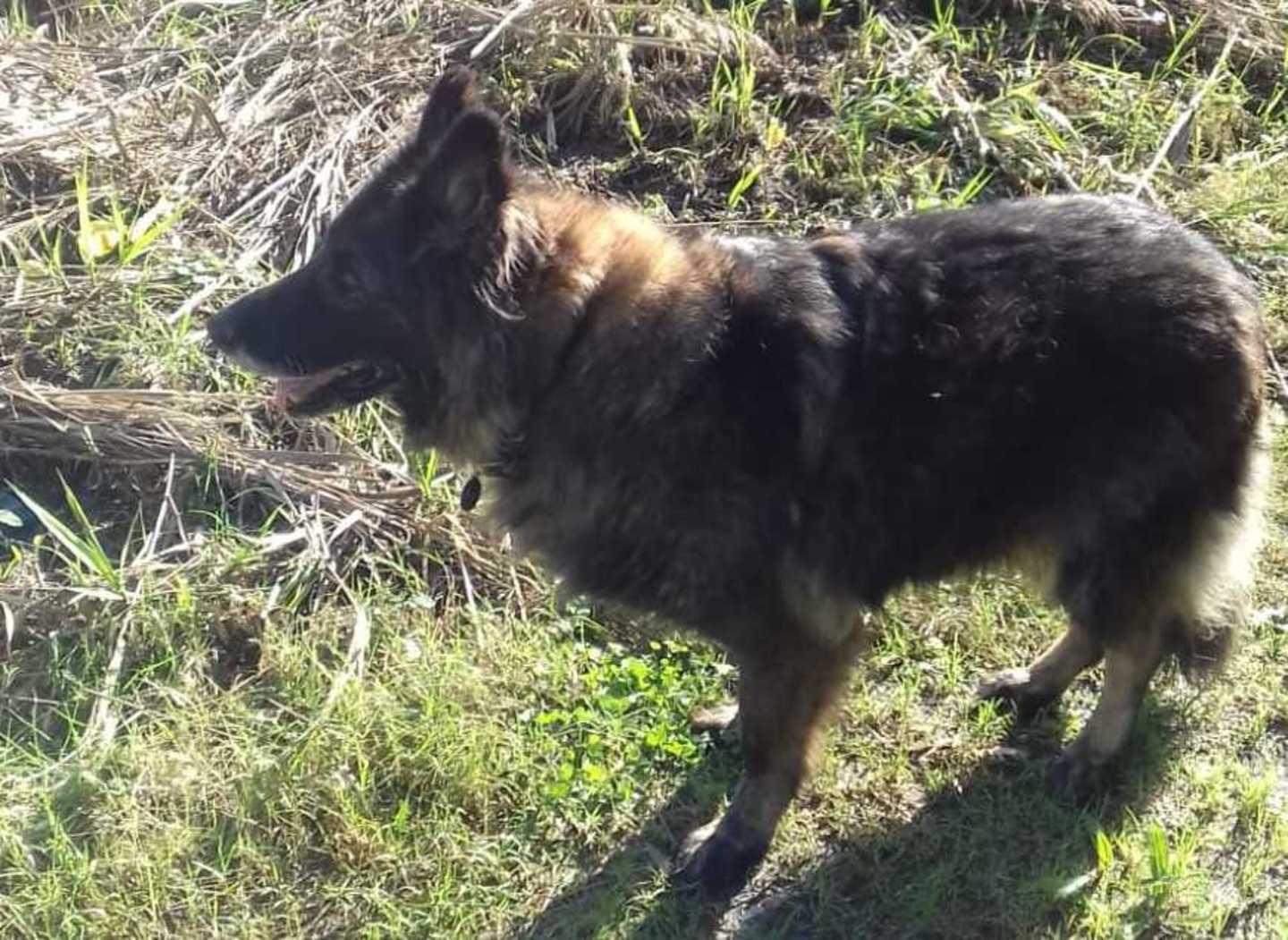 Vega, il cane protagonista della storia a lieto fine