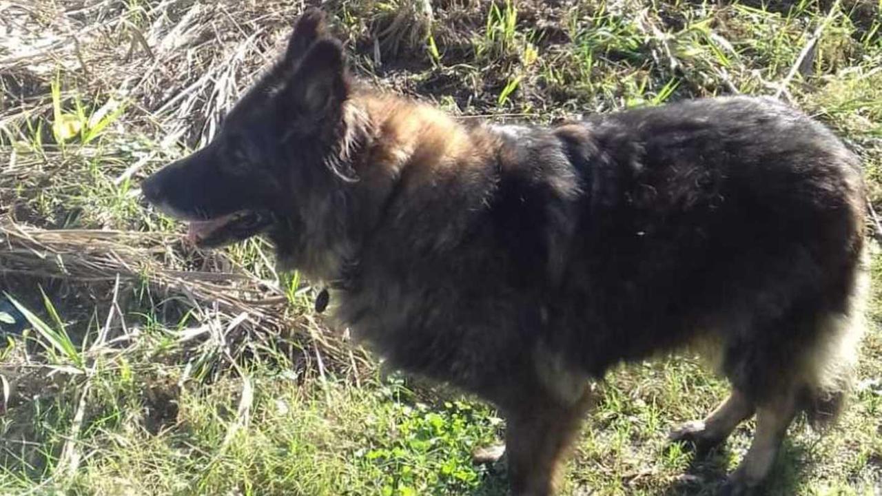 Vega, il cane protagonista della storia a lieto fine
