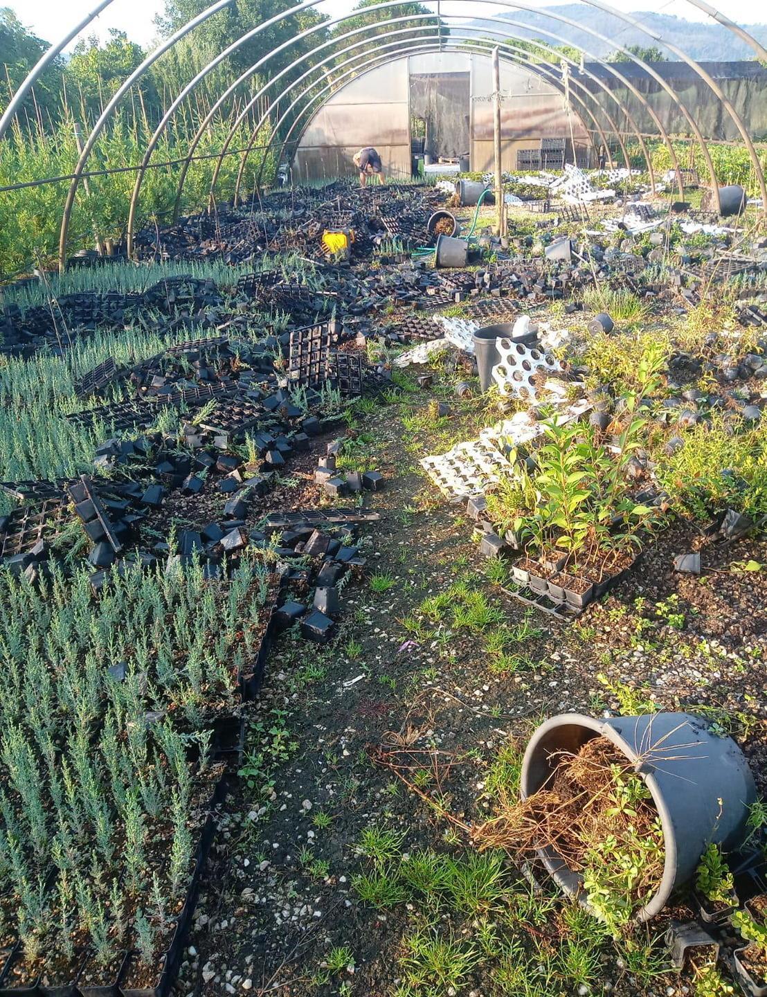 Cinghiali devastano un vivaio: perso il lavoro di un anno 