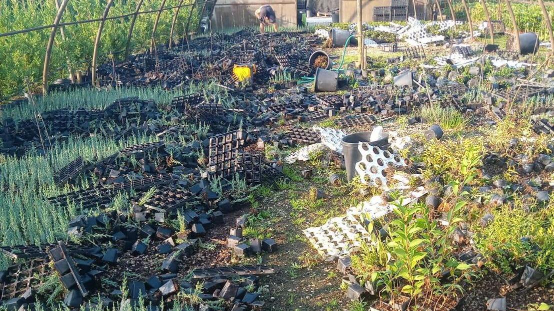 Cinghiali devastano un vivaio: perso il lavoro di un anno