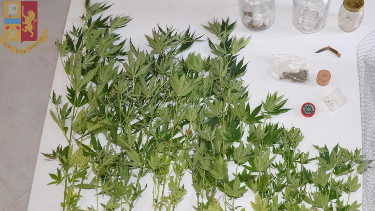 Le piantine di cannabis sequestrate nella serra