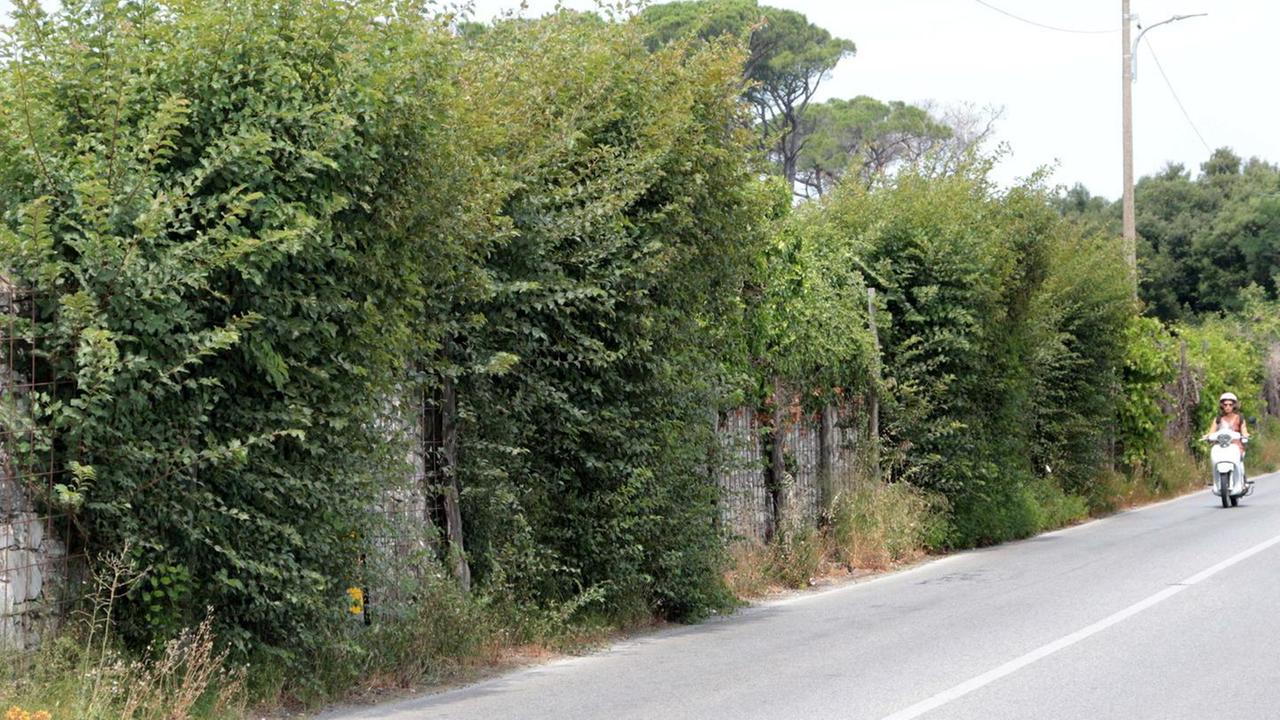 Via dei Lecci, muro ancora più pericoloso per il verde non potato