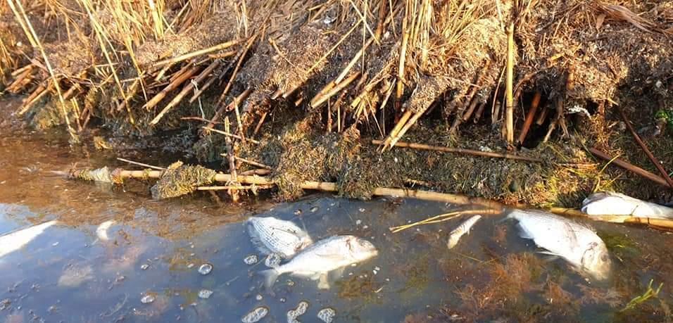 Sulle sponde della laguna compaiono pesci morti 