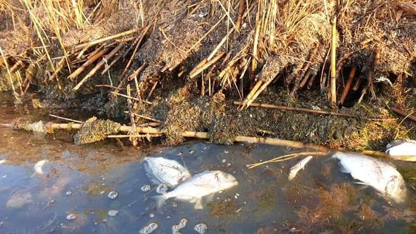 Sulle sponde della laguna compaiono pesci morti