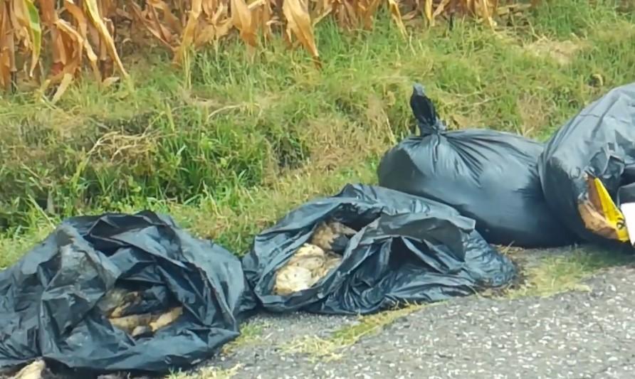 Pecora fatta a pezzi e abbandonata in strada nei sacchi: è polemica 