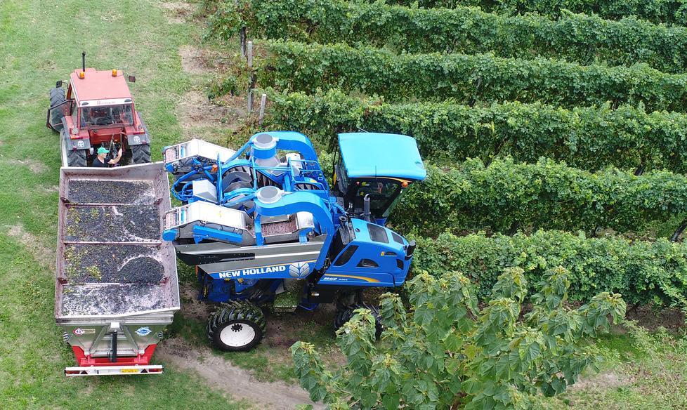 Il Lambrusco reggiano avrà una resa inferiore rispetto al modenese