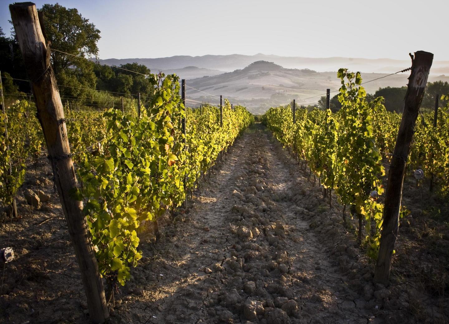 #TengoBanco brinda con i vini Fontemorsi 